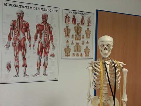 Visuel de l'article LES DIFFERENTS TYPES DE MUSCLES